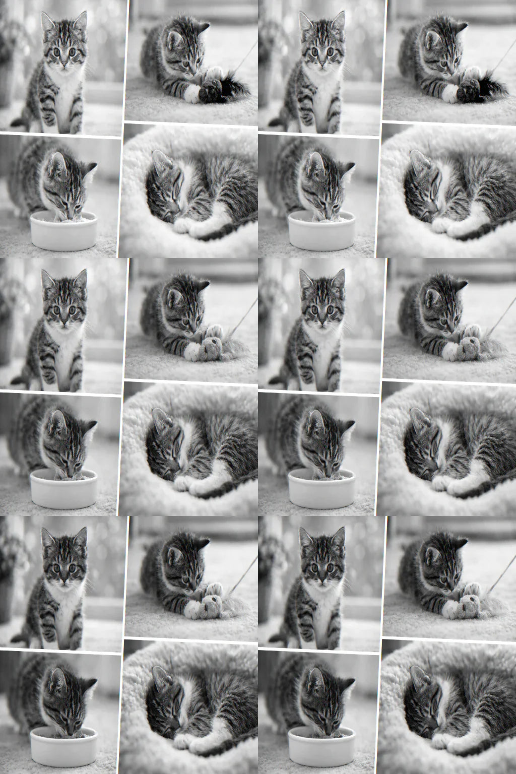 Kitten Care 101: What New Cat Parents Must Know