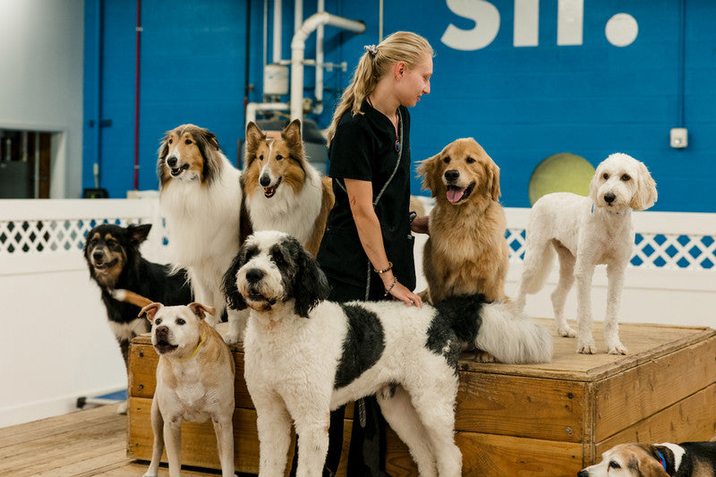 How to Train a Puppy for Beginners