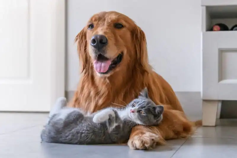 Daily Pet Care Tips for Healthy and Happy Pets