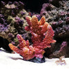 Resin Coral Reef Aquarium Ornaments Fish Tank Decor Resin Coral Home Tank Decor
