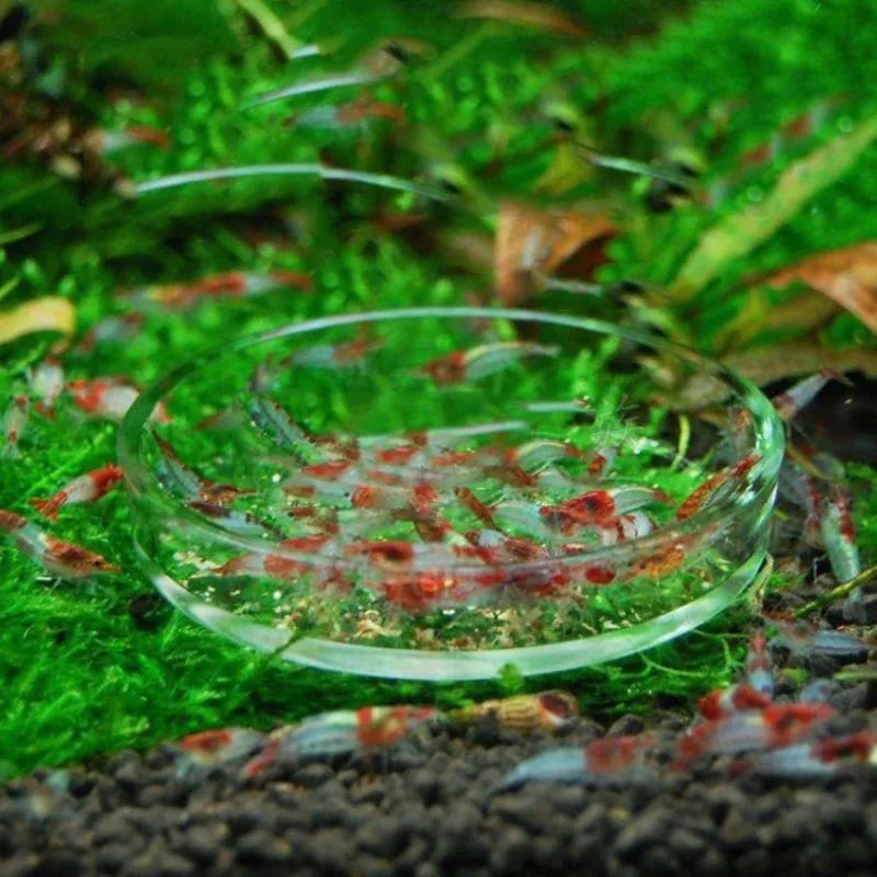 Glass Aquarium Feeder Tube Dish Transparent Fish Tank Shrimp Snail Food Feeder Bowl Aquarium Feeding Accessories Shrimp Feeders