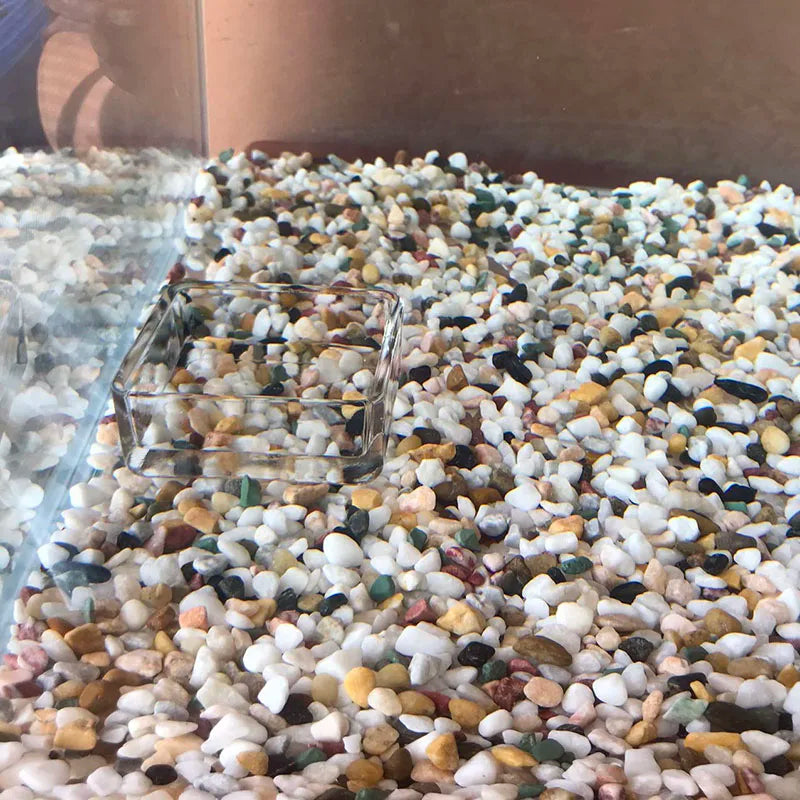 Glass Aquarium Feeder Tube Dish Transparent Fish Tank Shrimp Snail Food Feeder Bowl Aquarium Feeding Accessories Shrimp Feeders