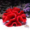 Resin Coral Reef Aquarium Ornaments Fish Tank Decor Resin Coral Home Tank Decor