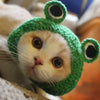 Cute Cat Hat Funny Pets Party Cosplay Headwear Delicate Hemming Pendant Decor Elasticity Knitted Hat Pet Accessories