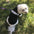 1 Pcs Dog and cat clothes breathable cute letter print thin cartoon pet sleeveless top