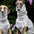 Fashion White Fleece Sleeveless Sweatershirt for Whipbit Spring Warm Jumpsuit for Italian Greyhound Mid Dogs Thick Autumn Vest