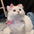 Mary Cat Bow Tie Pet Collar Scarf Cat Necklace Decoration Bichon Puppy Leash Toy Cat Home Garden Pet Supplies Accessories