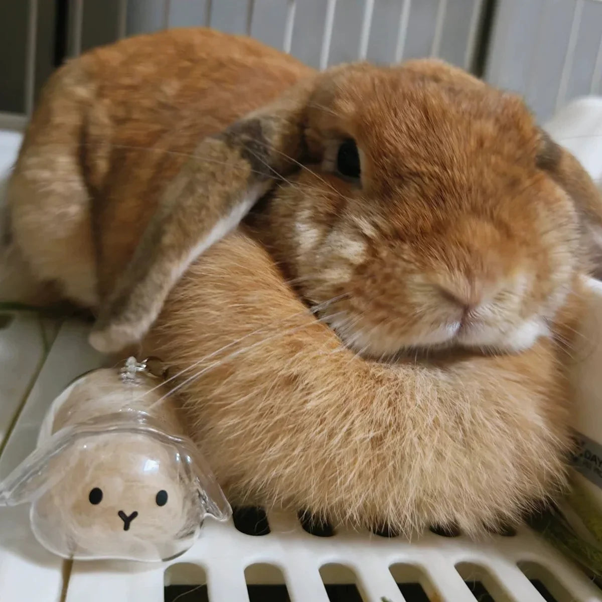 Transparent Rabbit Hair Keepsake Bottle Pet Hair Storage Capsule Keychain Thoughtful Gift for Rabbit Lovers And Owners