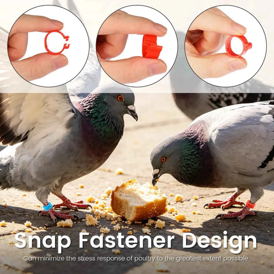 100pcs Chicken Leg Ring Colorful Plastic Band Foot Ring Bird Identification Numbered Poultry Leg Tags Buckle for Duck Goose