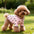 Pet T-shirt With Stretch Ribbed Heart Pattern Clothes Cute Home Vest Tshirt Suitable For Dogs And Cats