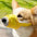 Adjustable Dog Muzzle, Anti-Bite Anti-Bark Muzzle For Small/Large Dogs, Pet Training Supplies, Breathable Mesh Design, Allow Drinking Water