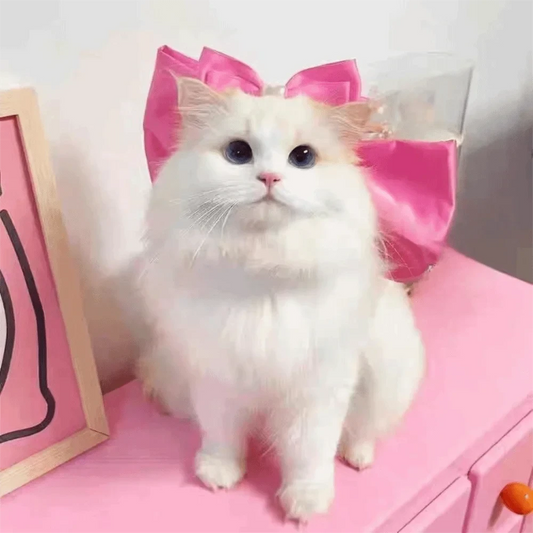 Fashion Adjustable Cat Bow Headwear Formal Decorative Pet Necklace Elegant Decorative Bowtie Wedding Party
