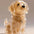 Dog Cat Hair Storage Pendant Keychain Box Couple Car Key Chains Jewelry Souvenir Pet Lover Keepsake Memorial Keychain Gift Decor