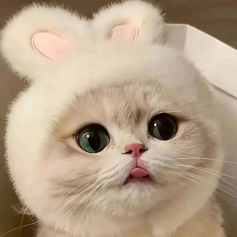 1 rabbit ear cat hat, suitable for cat and dog role-playing and photography, suitable for toys and cat set photos.