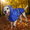 1PC Dog Raincoat for Rainy Season Multiple Colors and Sizes Available Includes Hood Design