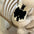 Luxury Dog Dress for Small Dogs Summer Puppy Clothes Bow Lace Dog Skirt Black White Dog T Shirt Girls Dog Costume Chihuahua Vest