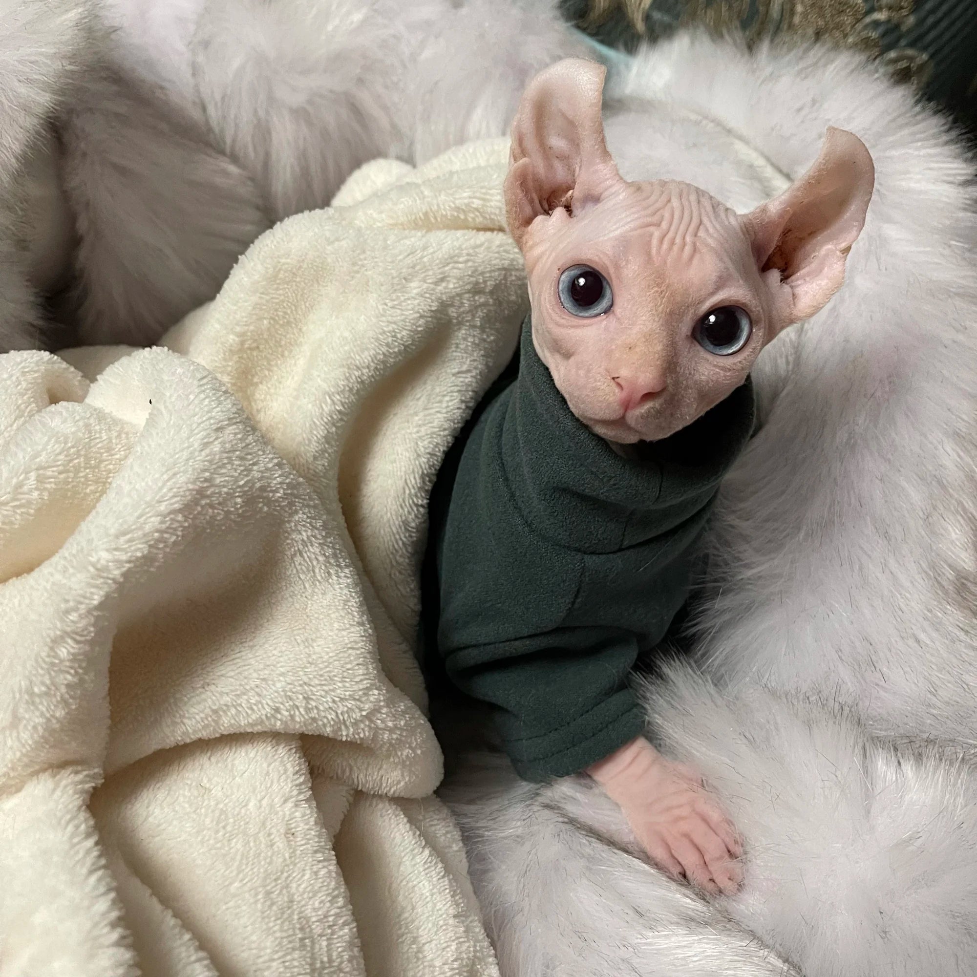 Sphynx Cat Clothes Baby Soft Cotton Fall Winter Kitten Small Dog Clothes for Cornish Devon Cat Costume Hairless Pet Clothes - Play Paws Toys