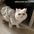 Fashion Dot Pet Dog Dress Sleeveless Summer Clothes Cat Princess Dresses Slim Style Pet Clothes Chihuahua Bichon French Bulldog