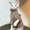 DUOMASUMI Sphynx Cat Clothes Self-heating Warm Thermal Underwear Clothes for Cat Sphynx Devin Konnis Hairless Cat Clothes
