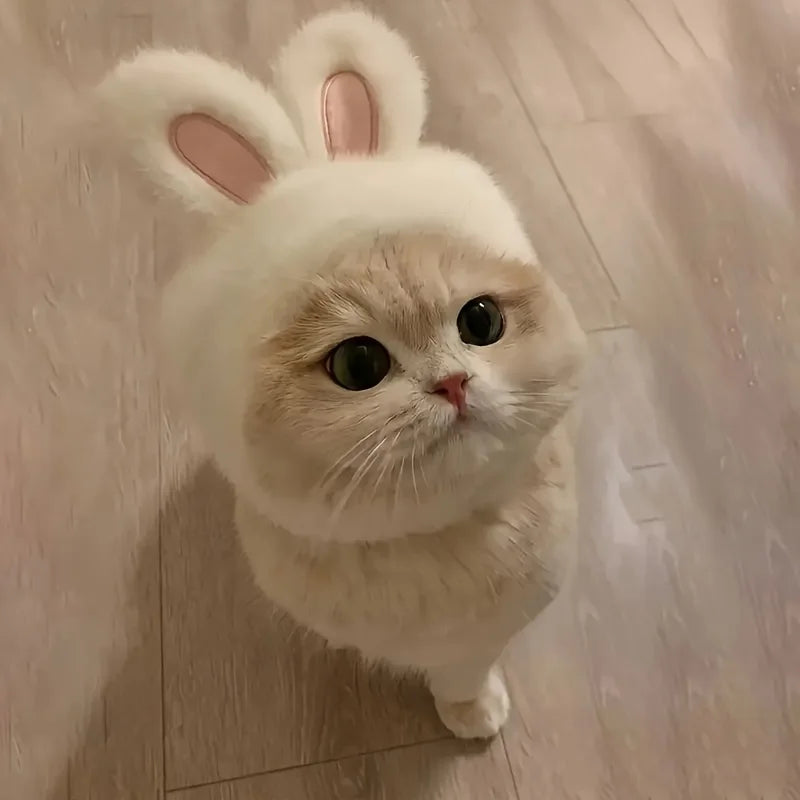 1 rabbit ear cat hat, suitable for cat and dog role-playing and photography, suitable for toys and cat set photos.