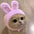Funny Pet Headband Plush Yarn Panda Pig Chick Cat Dog Warm Cosplay Costume Headdress for Cats Dogs Pets Supplies Accessories