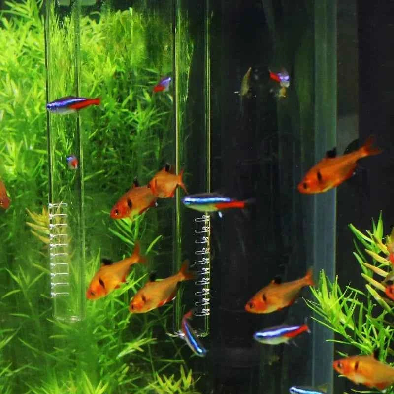 High Borosilicate Glass Lily Pipe Inflow Outflow - Fish Tank Water Surface Skimmer Filter for Crystal Clear Planted Aquariums