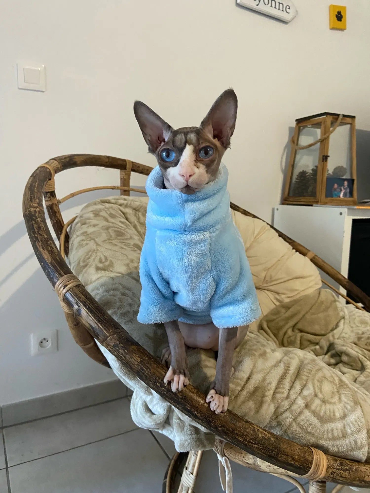 Fashionable Clothes For Cats Sphynx Cat Sweater Kitten Clothing Hound Dog Hoodie Clothes For Sphinx Cat Outfit Pet Jumpsuits - Play Paws Toys