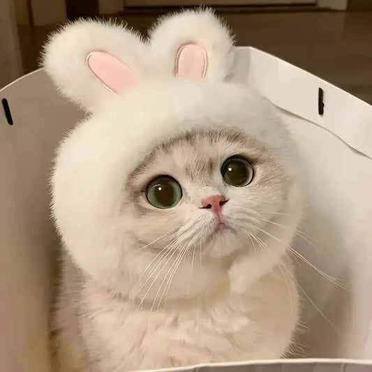 1 rabbit ear cat hat, suitable for cat and dog role-playing and photography, suitable for toys and cat set photos.