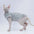 Cute Cat Clothes Summer Sphinx Striped Bottoming Shirt Kittens Vest For Sphynx Cat Breathable Pet Clothing DovenRex Costume