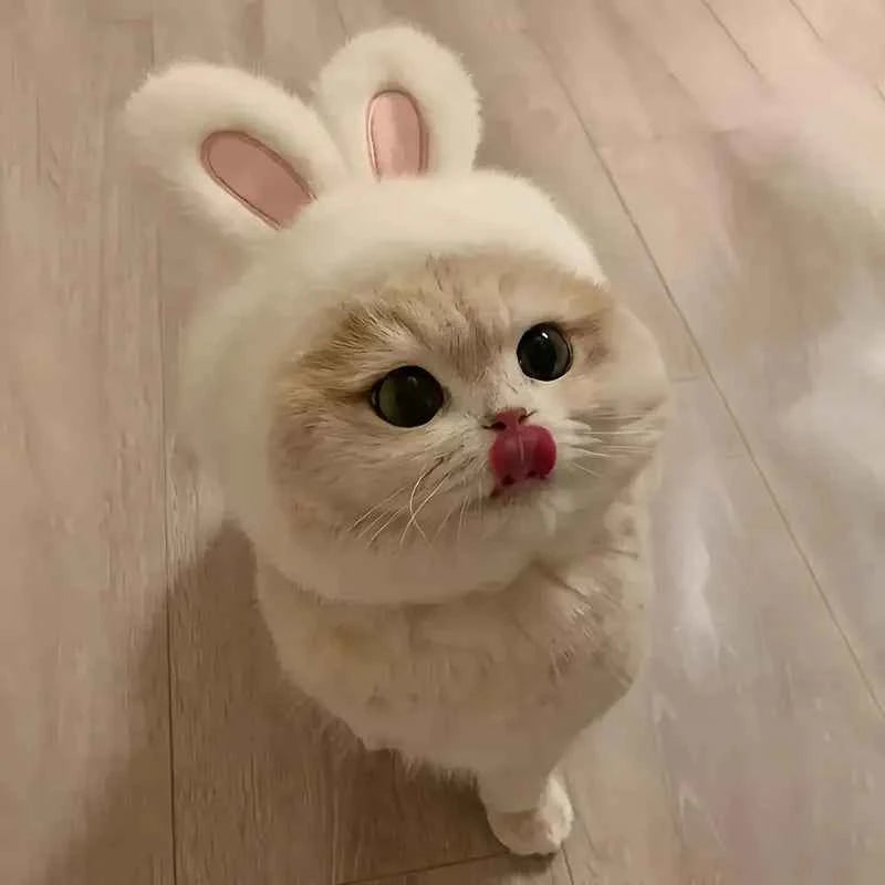 1 rabbit ear cat hat, suitable for cat and dog role-playing and photography, suitable for toys and cat set photos.