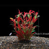Artificial Aquarium Decor Plants Plastic Aquatic Plants Underwater Plants Aquarium Accessories Decoration Piante Acquario