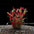 Artificial Aquarium Decor Plants Plastic Aquatic Plants Underwater Plants Aquarium Accessories Decoration Piante Acquario