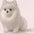 Dog Cat Hair Storage Pendant Keychain Box Couple Car Key Chains Jewelry Souvenir Pet Lover Keepsake Memorial Keychain Gift Decor