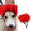 Dogs Cats Hair Hat Funny Pet Wigs Cosplay Props Costumes Head Accessories for Halloowen Christmas Gift