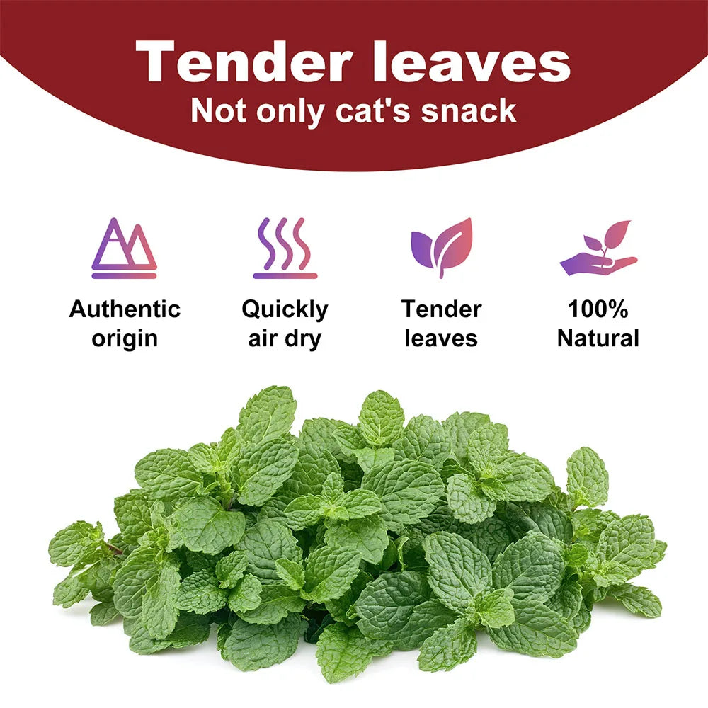 Organic 100% Natural High Quality Catnip Cattle Grass Mint Taste Funny Cat Toy New Cat Toy Interactive Cat Toys Pet Supplies