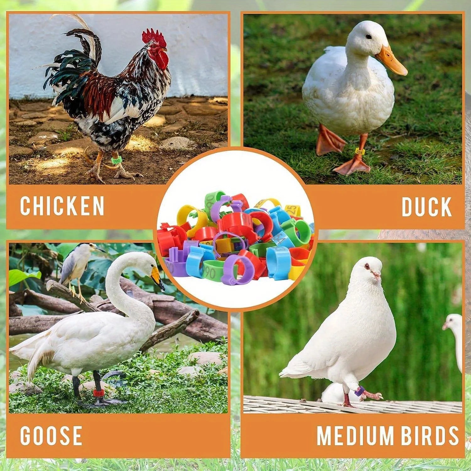 Numbered Farm Tag Leg Bands for Chickens & Ducks