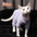 Hairless cat clothes tricolor four-legged clothes Sphinx warm high stretch home four-legged clothes pet clothing