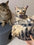 A customizable pet pillow, personalized 3D portrait plush toy for cats and dogs, mini animal pillow toy
