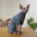 Fleece Coat for Sphynx Cat Warm Sweatshirt 4-legged Jumpsuit for Kittens Dogs soft Loungewear for Male Cat Devon Rex Sweater - Play Paws Toys