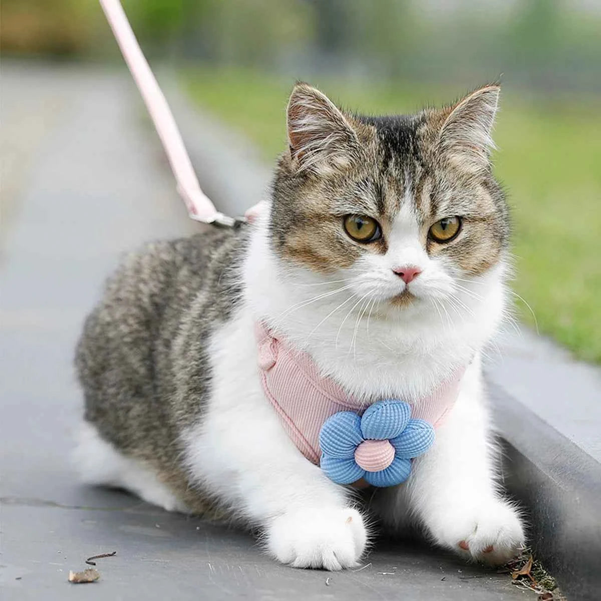 Cat Harness and Leash Sets Adjustable Dog Harness for Small Dog Leash Breashable Pet Harness Out Walking Dog Strap
