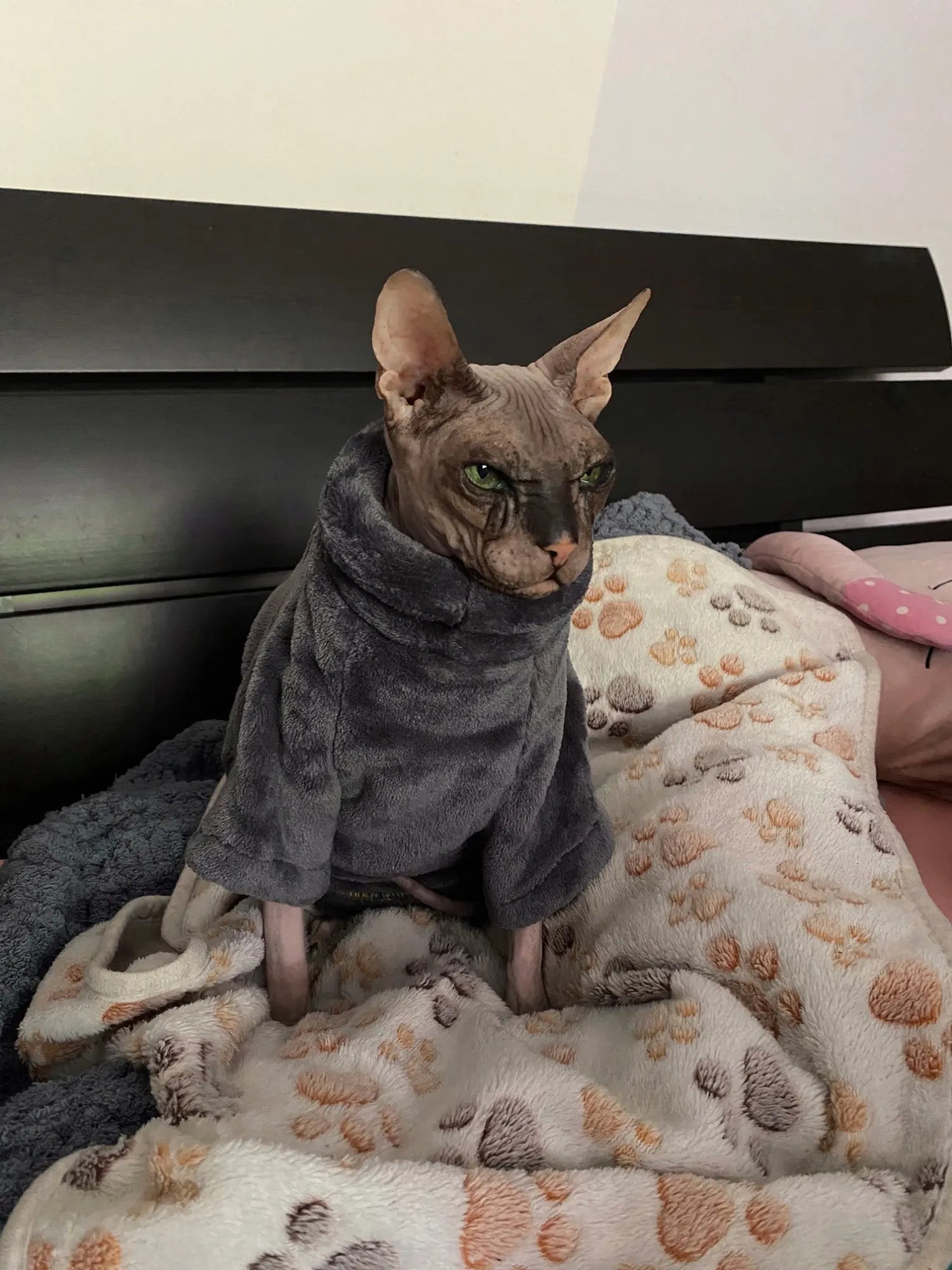 Fashionable Clothes For Cats Sphynx Cat Sweater Kitten Clothing Hound Dog Hoodie Clothes For Sphinx Cat Outfit Pet Jumpsuits - Play Paws Toys