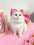 Mary Cat Bow Tie Pet Collar Scarf Cat Necklace Decoration Bichon Puppy Leash Toy Cat Home Garden Pet Supplies Accessories