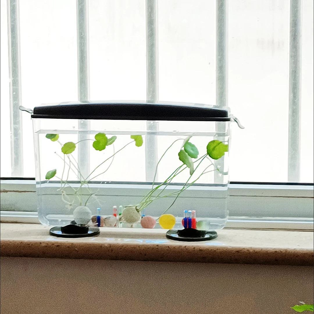 PET Aquariums Shrimp Cover Small Fish Shrimps Turtle Tank Insect Specialized Container Mini Portable Ecosystem Watertank