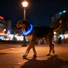 Water Resistant Dog Safety Collar with Multi Color Pendants and LED Light Strip for Night Visibility and Outdoor Use