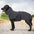 Clothes For Large Dogs Winter Warm Big Dog Vest Jacket  Pet Dogs Coat Greyhound Doberman Clothes For Medium Large Dogs
