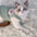 Cats Accessories Pets Warm Kittens Clothes for Winter Kitten Small Kitten Stuff Apparels Cooling Clothing Dog´s Sweater Vests - Play Paws Toys