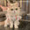 Fashion Dot Pet Dog Dress Sleeveless Summer Clothes Cat Princess Dresses Slim Style Pet Clothes Chihuahua Bichon French Bulldog