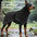 Dog Raincoat Windbreaker for All Dog Sizes Waterproof Dog Outdoor Jacket with Reflective Strip, Adjustable Straps & Snap Button