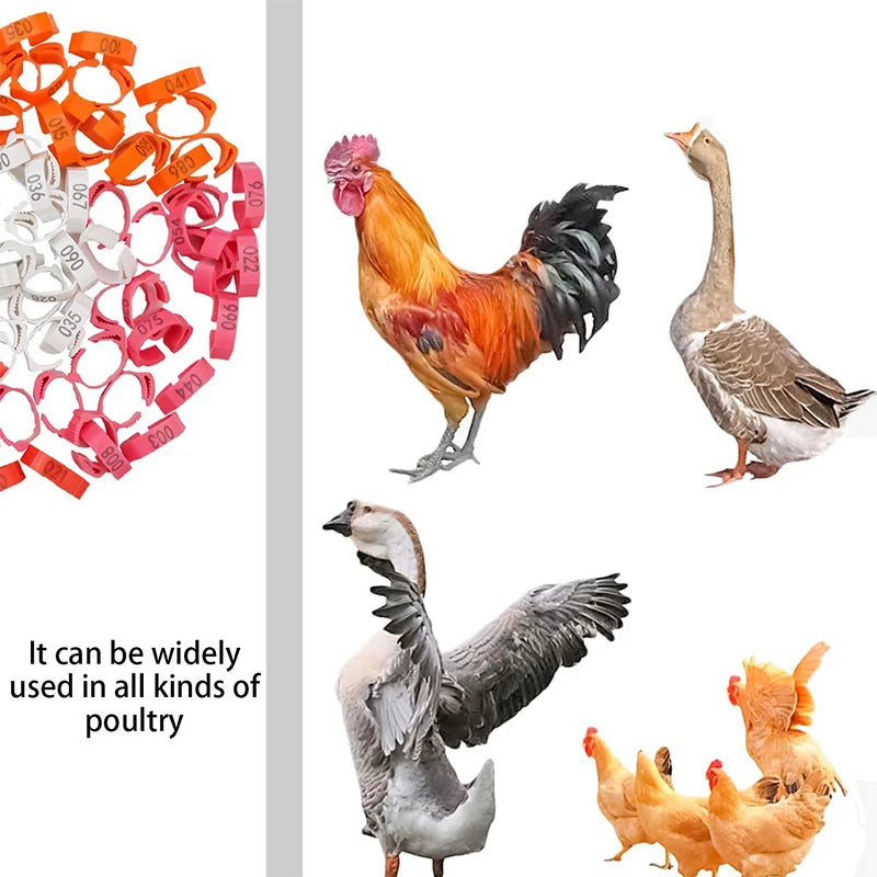 Numbered 6-Color Identification Leg Rings for Poultry (10-50pc)