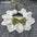 Lace Bowknot Pearl Collar Cat Dog Neckerchief Pet Cats Kitten Dog Puppy String Bib Necklace Necktie Neck Strap Scarf Accessories